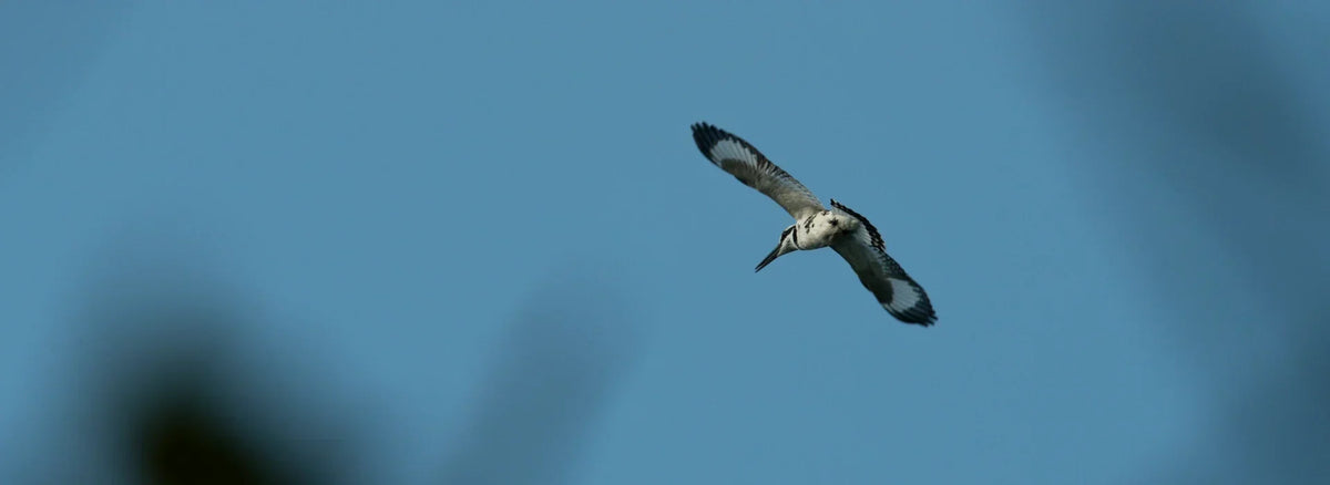 Discover More with Rovex: A New Way to Find Birds and Wildlife