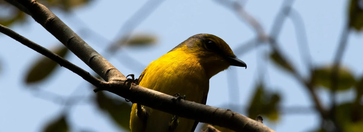 Large-Screen Thermal Imaging for Birdwatching: A New Way to Find Birds