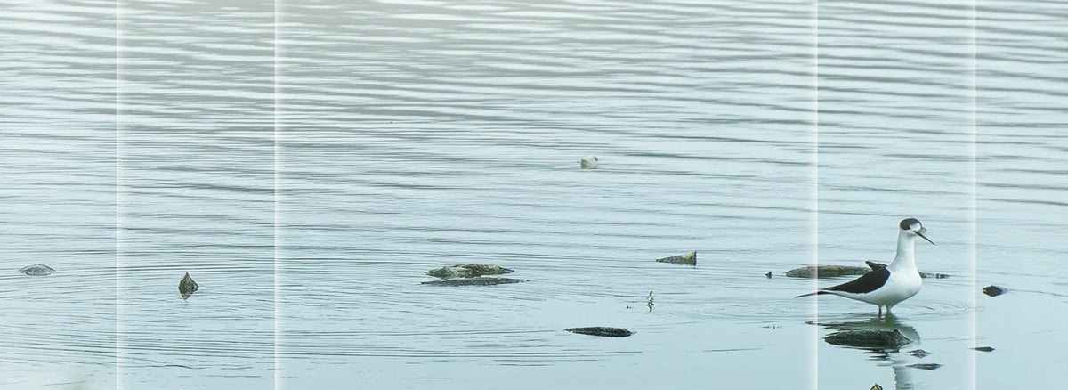 Why Field of View Matters in Thermal Birding: Find Birds Faster, Discover More