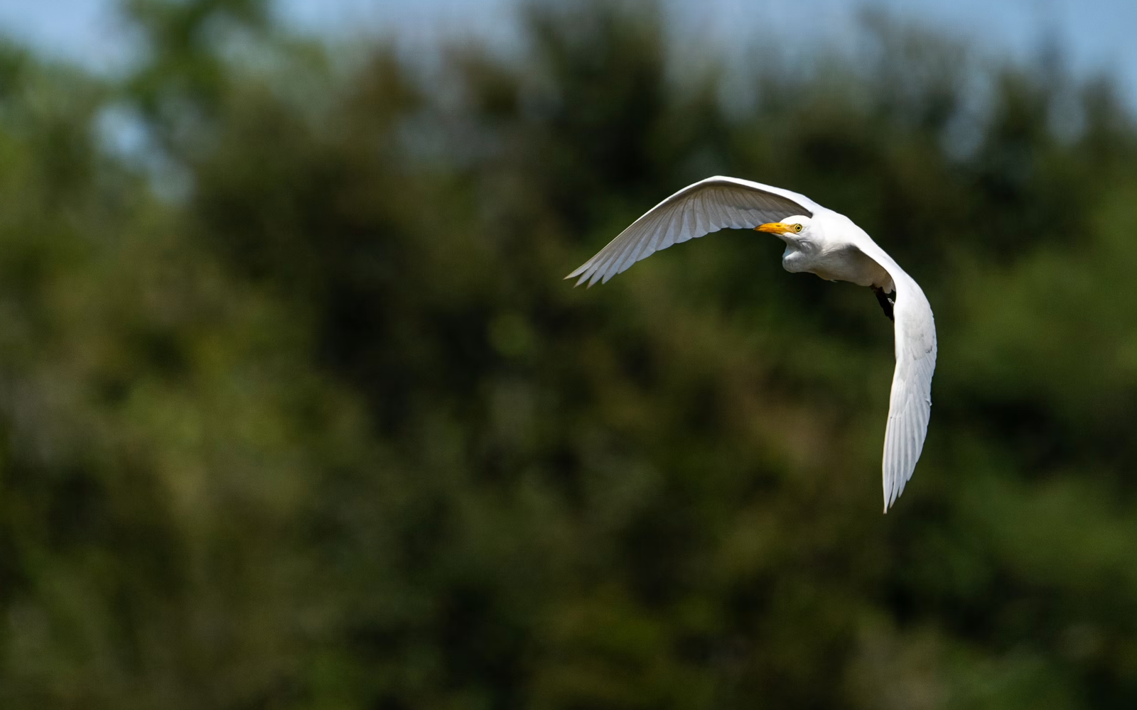 A New Vision for Birding: How Thermal Imaging Helps You Find Hidden Birds