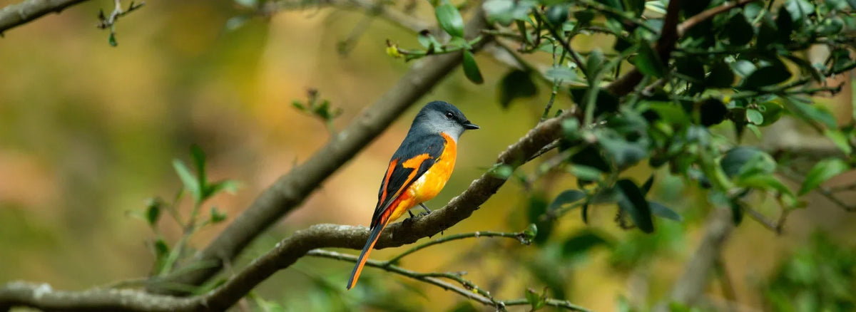 Your AI Birding Guide: How Rovex Smart Tracking Helps You Find Birds